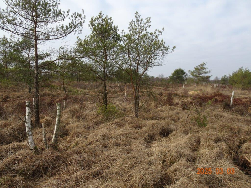 Fünf Seen Entkusselungen
